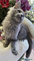 Maine Coon cats GCCF registered Maine Coons - Advert 2