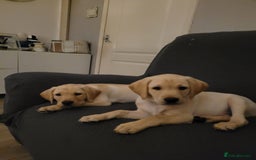 Labrador Retriever dogs for sale: Labrador puppy with papers  - Image 1