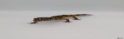 Leopard Gecko reptiles for sale: Black Night Cross Leopard Gecko  - Advert 6