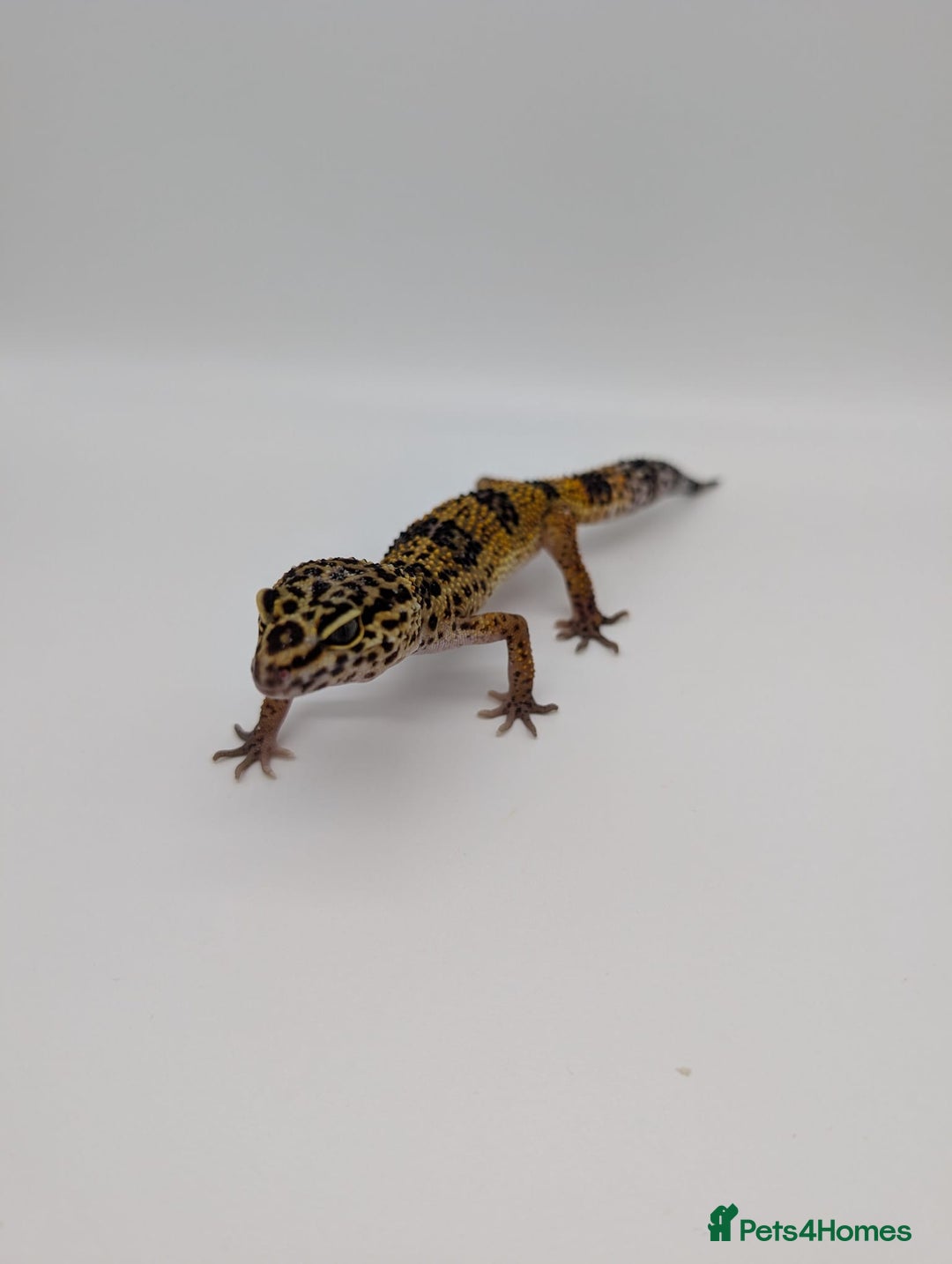 Leopard Gecko reptiles for sale: Black Night Cross Leopard Gecko  - Advert 6