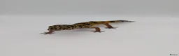 Leopard Gecko reptiles for sale: Black Night Cross Leopard Gecko  - Advert 6