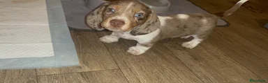 Miniature Dachshund Puppy 2
