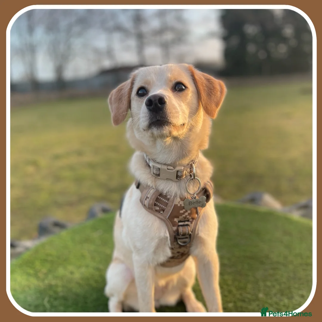 Mixed Breed dogs for sale: Belle the pomeagle - Advert 11