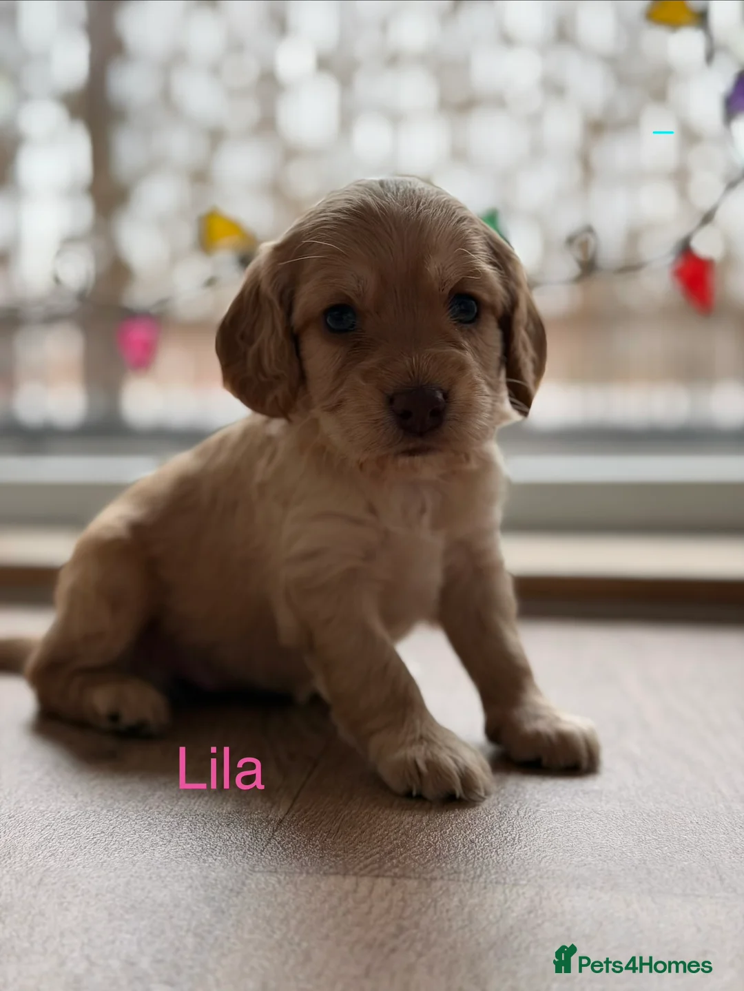 Cockapoo dogs for sale: ✨🐶 Gorgeous cockapoo puppies🐶✨ - Advert 5