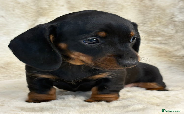 Miniature Dachshund dogs - Advert 9