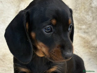 Miniature Dachshund dogs for sale - Advert 1