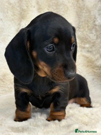 Miniature Dachshund dogs - Advert 9