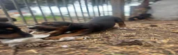 Mixed Breed dogs for sale: Doberman x lurcher puppies - Advert 6