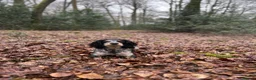 Cocker Spaniel dogs for sale: Trained cocker spaniel bitch - Advert 8