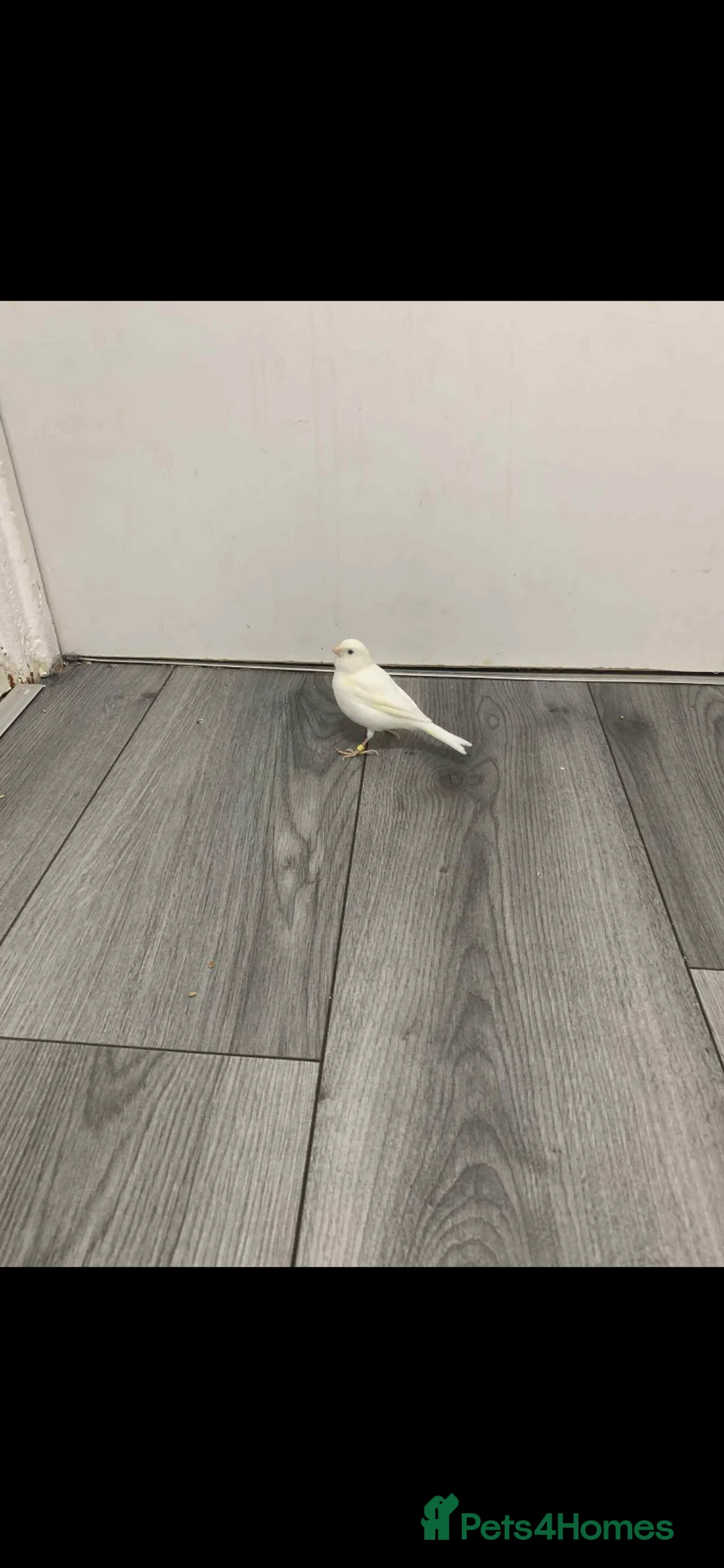 Canaries birds for sale: Fife Border Canaries  - Advert 6