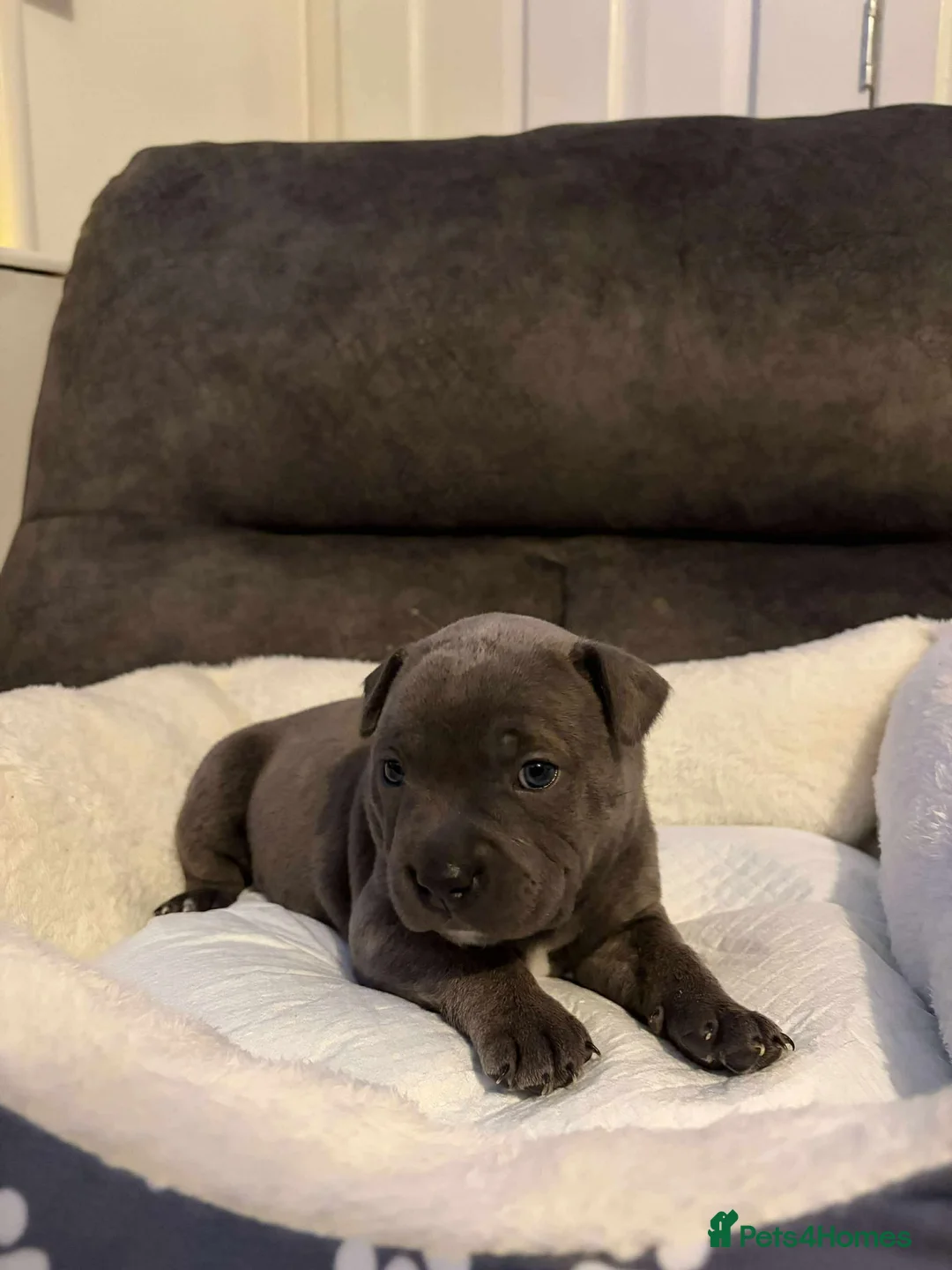 Staffordshire Bull Terrier dogs for sale: Staff puppies  - Advert 5