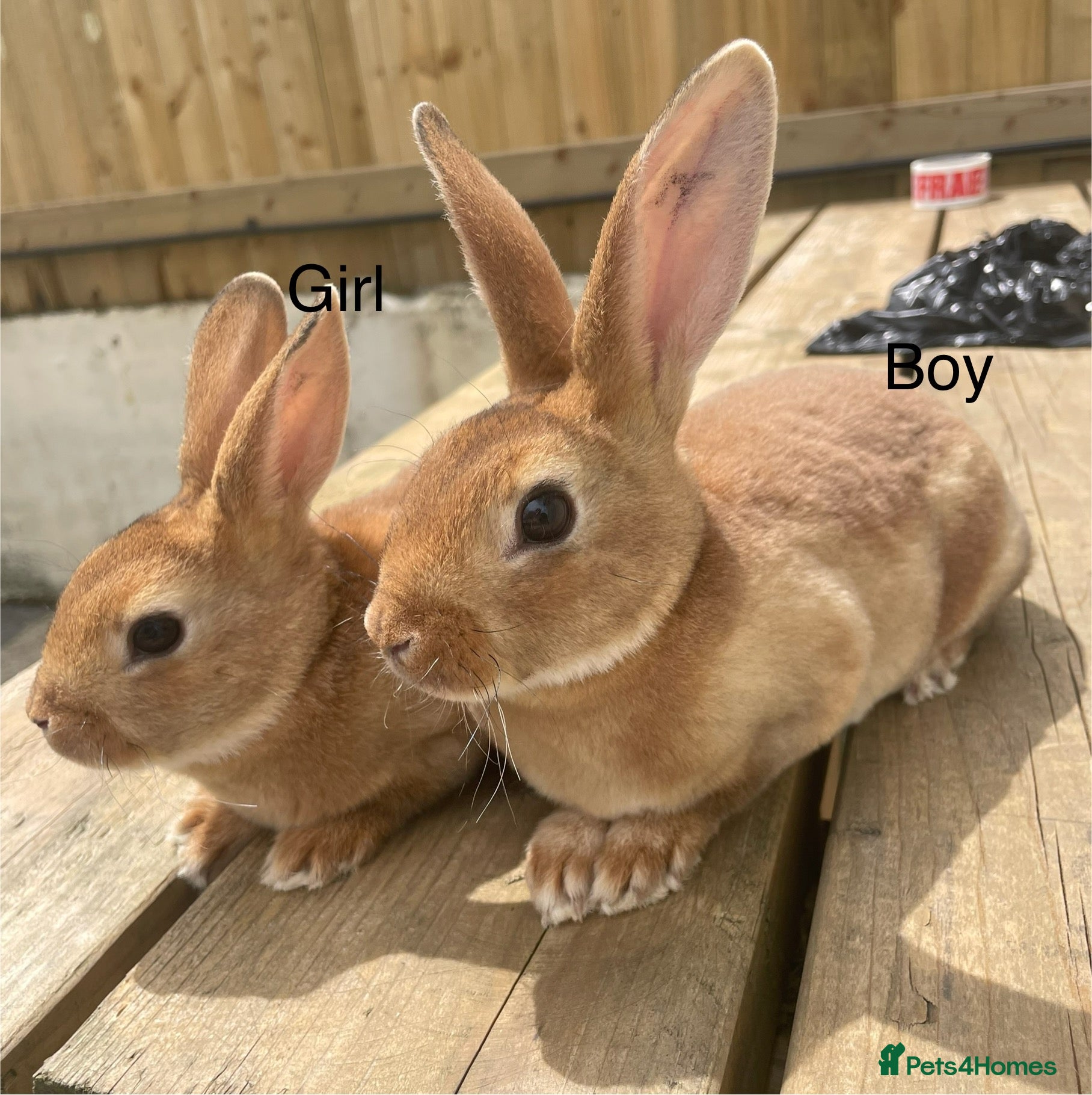 Rex rabbits 💖Pure bred mini Rex💖 - Advert 1