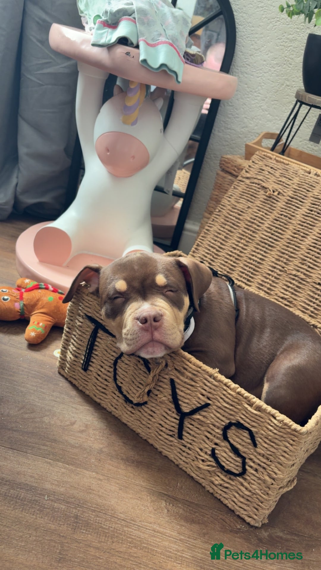 American Bully dogs for sale: Bruce male pocket bully puppy - Advert 4