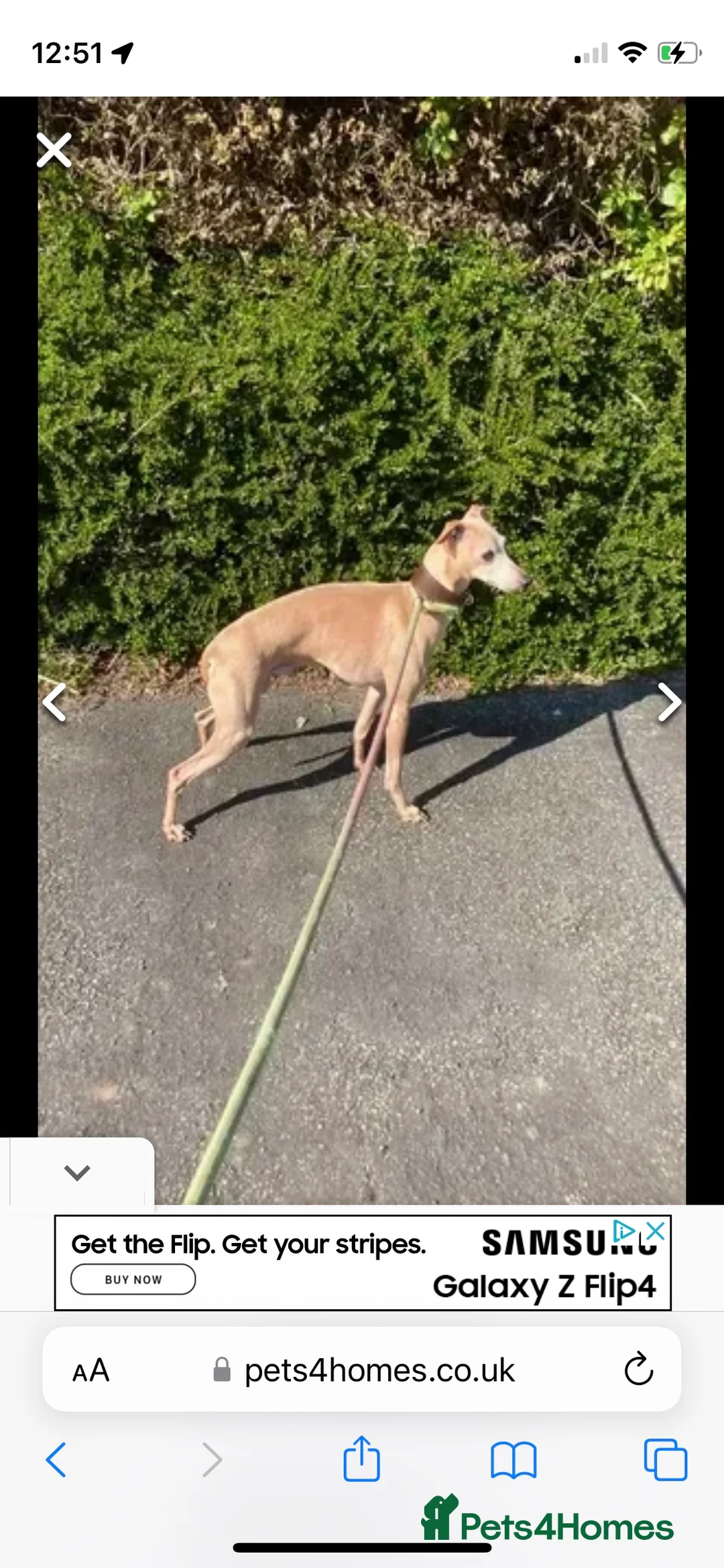 Italian Greyhound dogs for stud: Polish proven stud  in Stoke-on-Trent - Advert 7