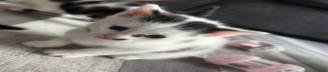 British Longhair Kitten 1