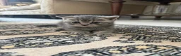 British Shorthair cats for sale: 3 British Shorthair Kittens  - Advert 6