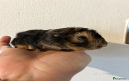 Guinea Pig rodents for sale: Beautiful Otter colour full peruvian& 3 PEWs   - Advert 5
