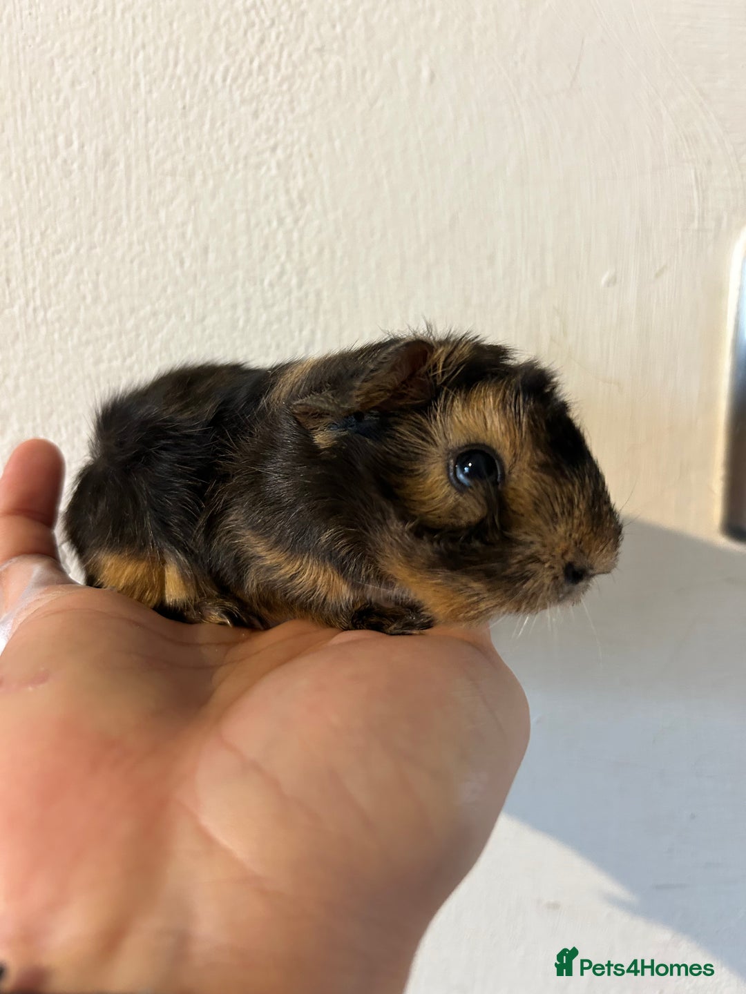 Guinea Pig rodents for sale: Beautiful Otter colour full peruvian& 3 PEWs   - Advert 5