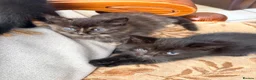 Mixed Breed cats for sale: Gorgeous fluffy kittens - Advert 11