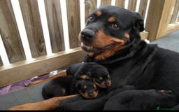 Rottweiler dogs for sale: Selling an 11 weeks old Rottweiler puppy. - Advert 1