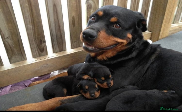 Rottweiler dogs Selling an 11 weeks old Rottweiler puppy. - Advert 7