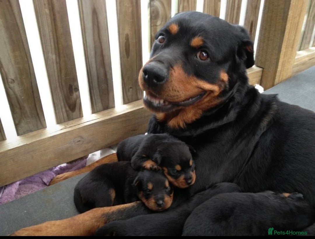 Rottweiler dogs for sale: Selling an 11 weeks old Rottweiler puppy. - Advert 1