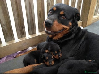 Rottweiler dogs for sale: Selling an 11 weeks old Rottweiler puppy. - Advert 1
