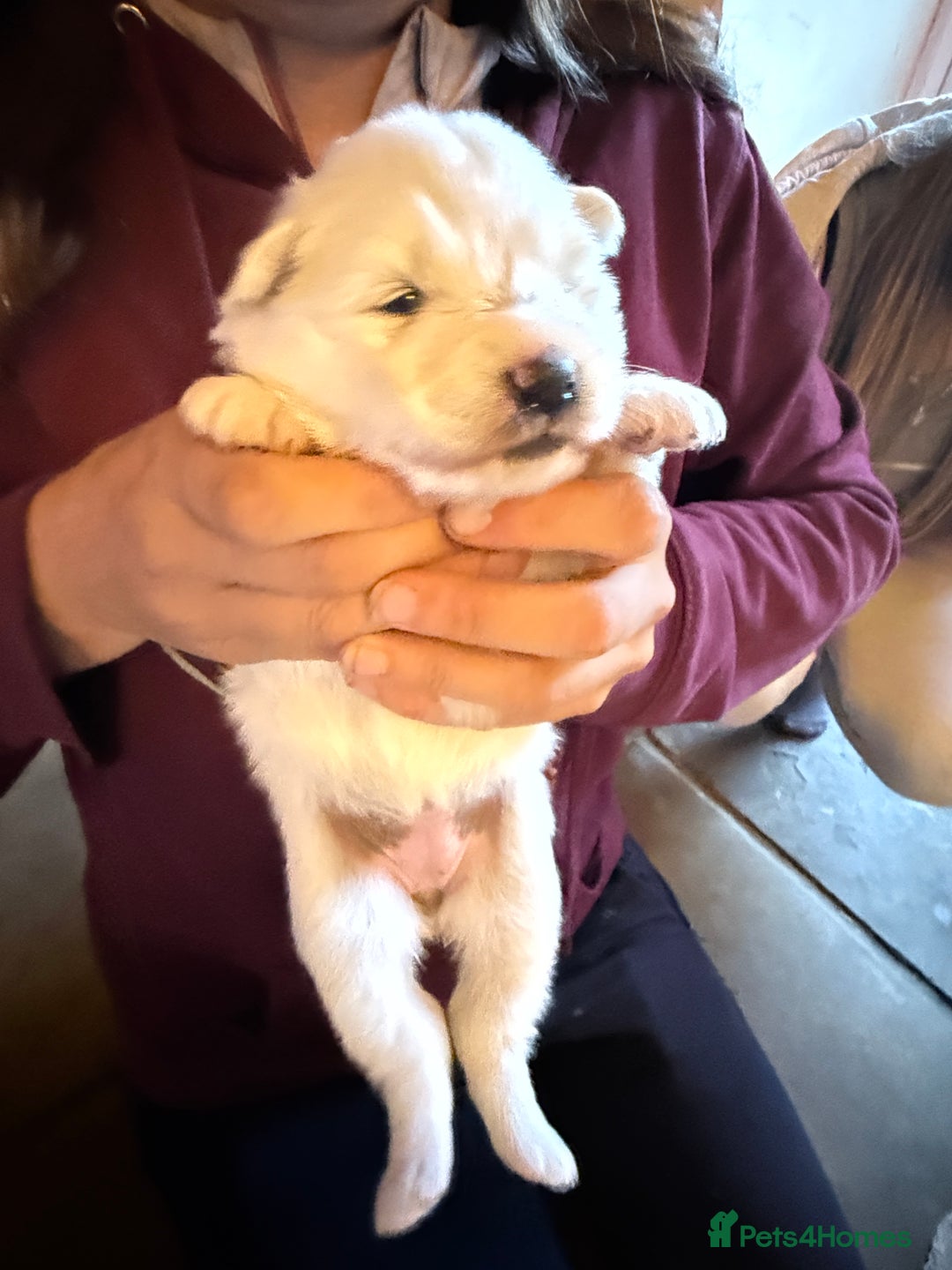 Samoyed dogs for sale: Gorgeous Samoyed Puppies  - Image 27