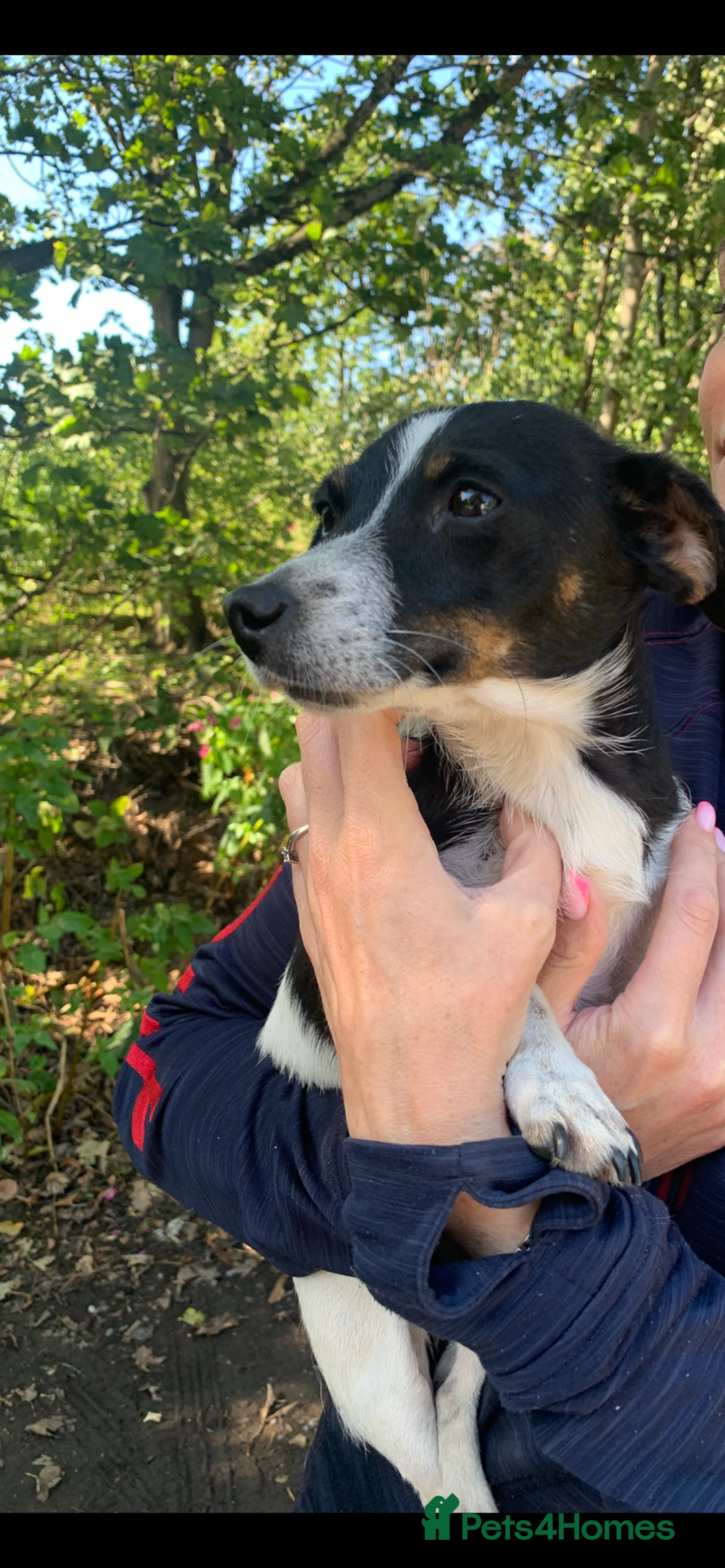 Jack Russell dogs for sale: Miniature jack russel puppies - Image 7