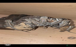 Bearded Dragon reptiles for sale: Baby bearded dragons with tint red 2 for £100 - Image 11