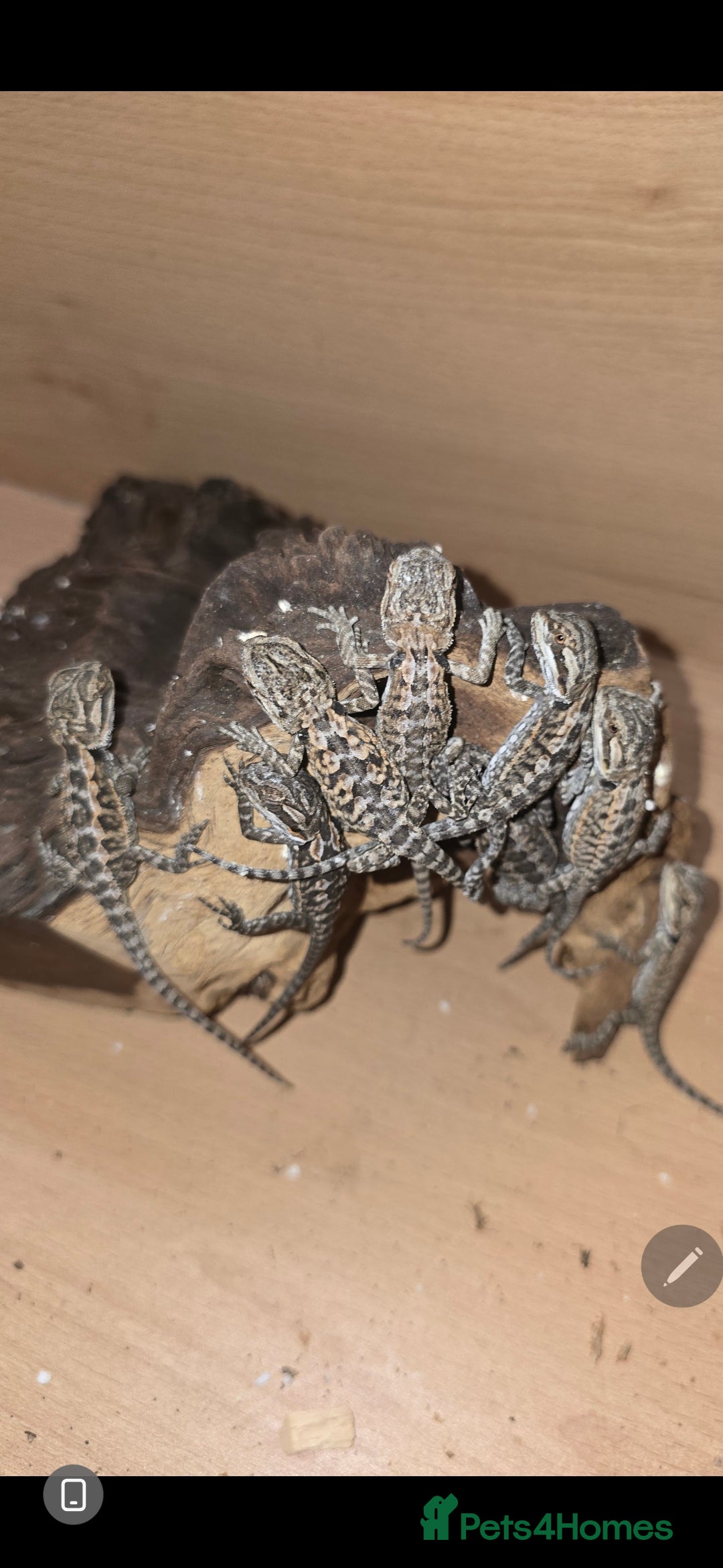 Bearded Dragon reptiles for sale: Baby bearded dragons with tint red 2 for £100 - Image 11