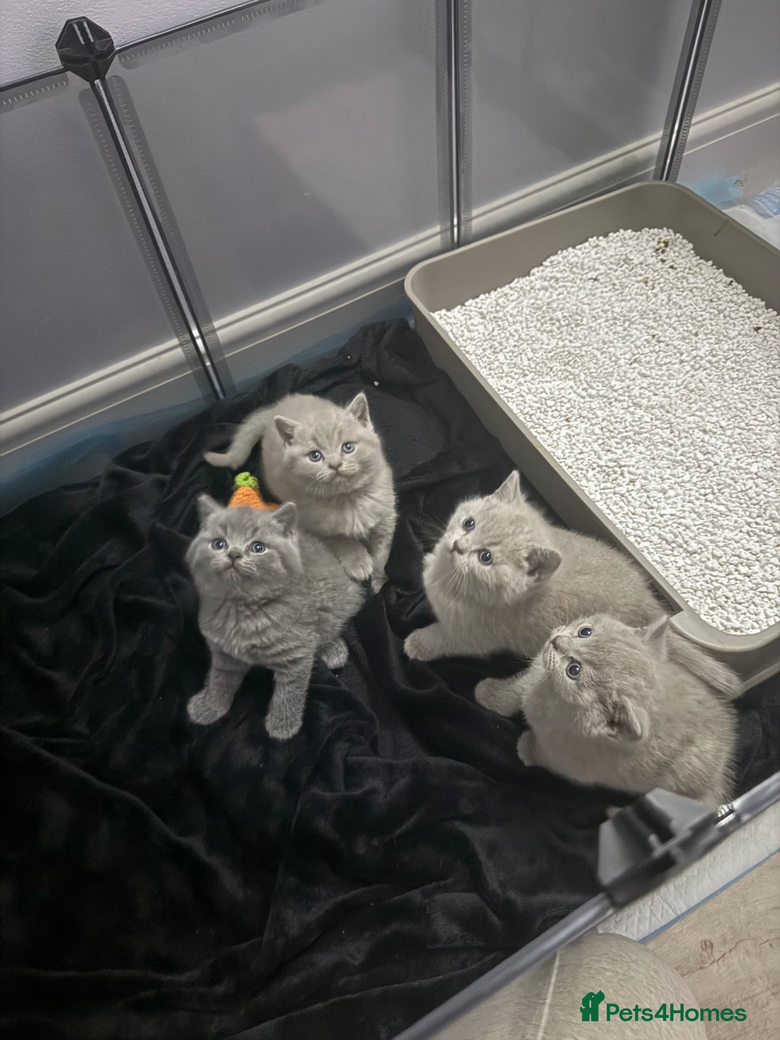 British Shorthair cats British shorthair  - Advert 8