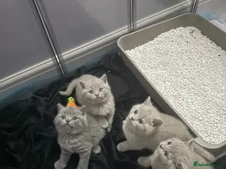 British Shorthair cats British shorthair - Advert 8