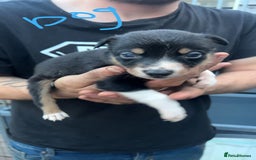 Border Collie dogs for sale: Working Border Collies - Image 10