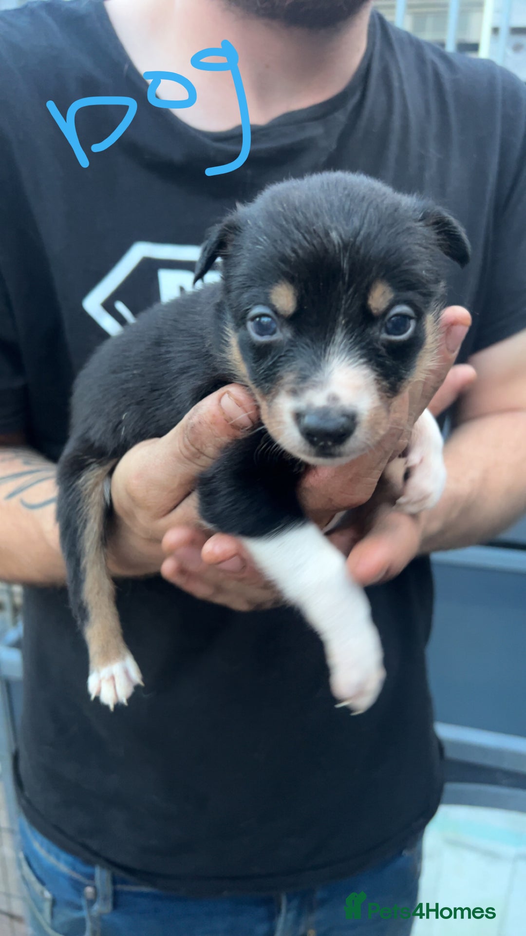 Border Collie dogs for sale: Working Border Collies - Image 10