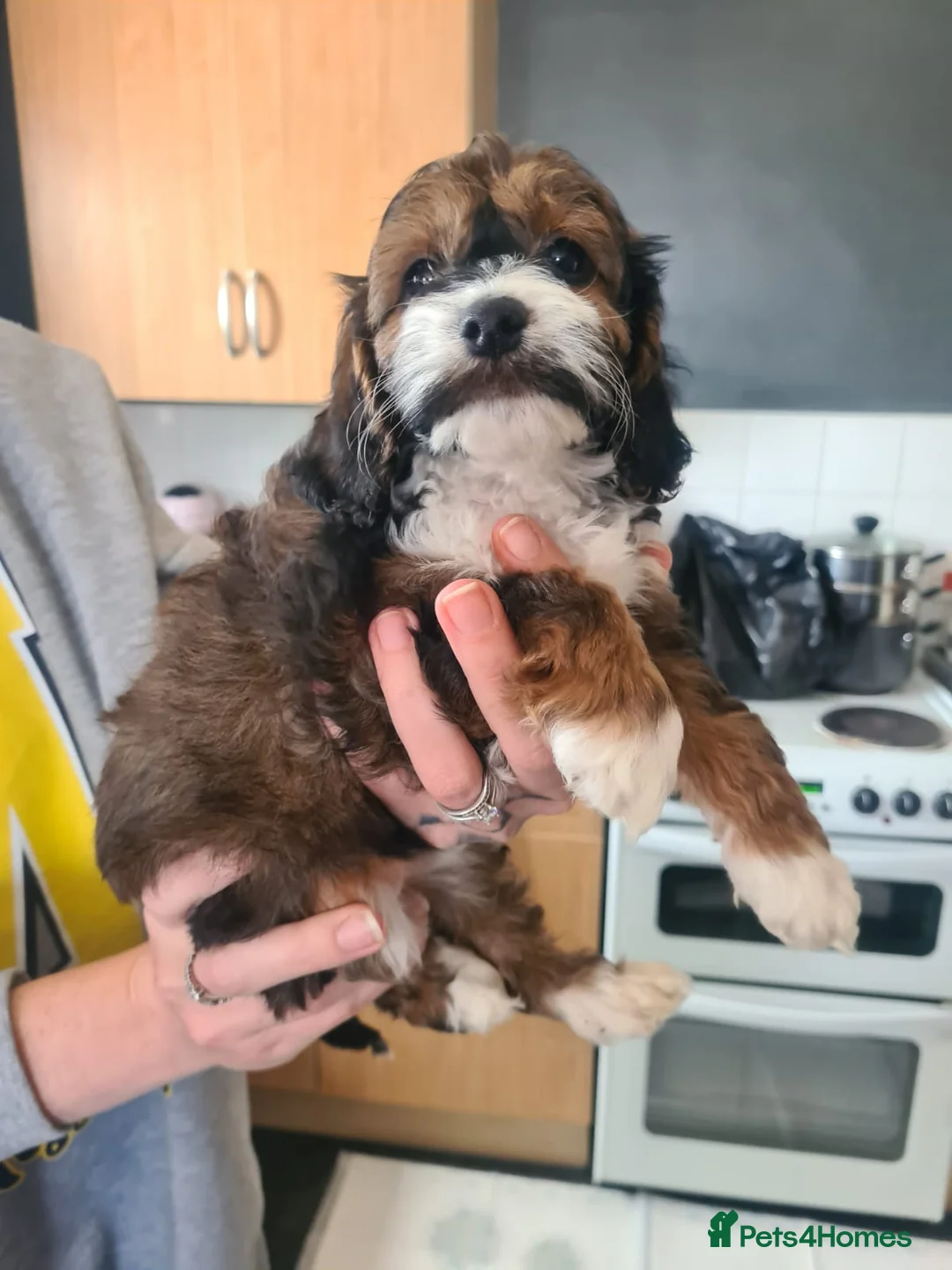 Poodle dogs for stud: 🏆PROVEN🏆sable miniature poodle health tested in Havant - Advert 33