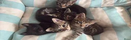 Mixed Breed cats for sale: Gorgeous male kittens  - Advert 9