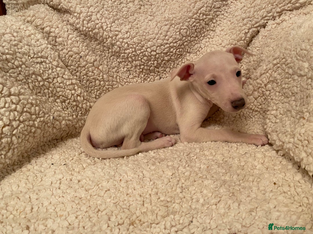 Italian Greyhound dogs for sale: ITALIAN GREYHOUND PUPPIES  - Advert 19