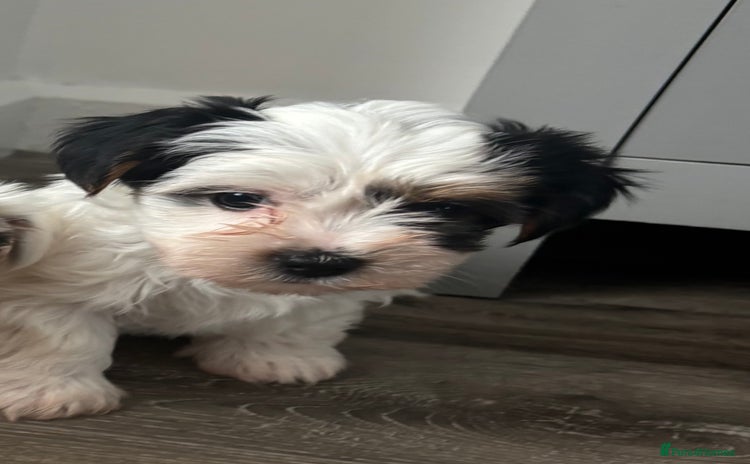 Biewer Terrier dogs - Advert 8