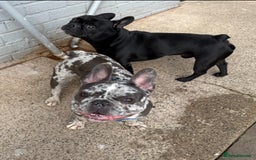French Bulldog dogs for sale: French Bulldogs  - Image 33