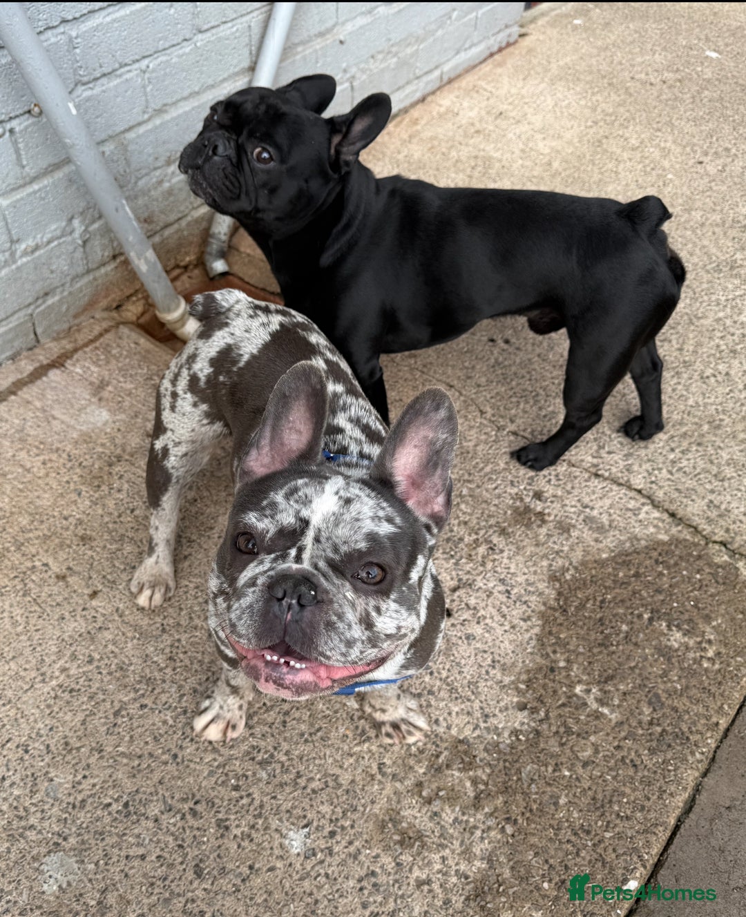 French Bulldog dogs for sale: French Bulldogs  - Image 33