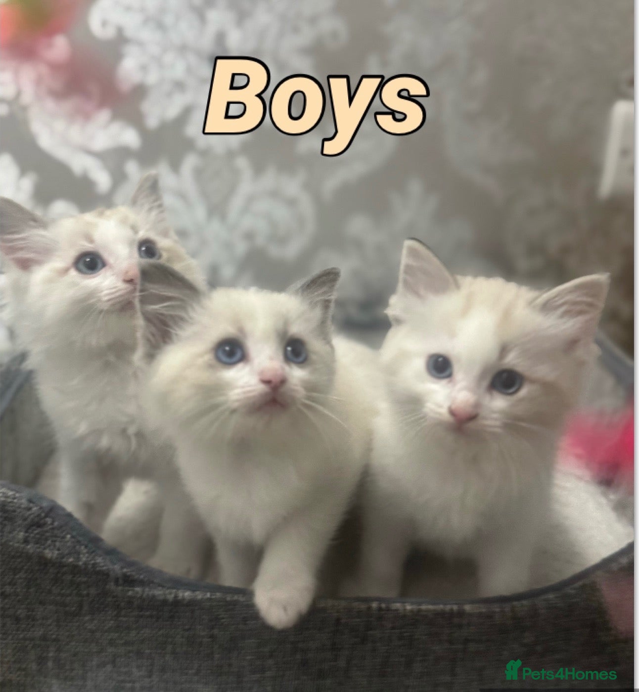 Ragdoll cats Stunning Ragdoll kittens - Advert 2