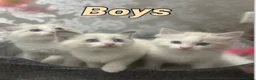 Ragdoll cats for sale: Stunning Ragdoll kittens - Advert 2