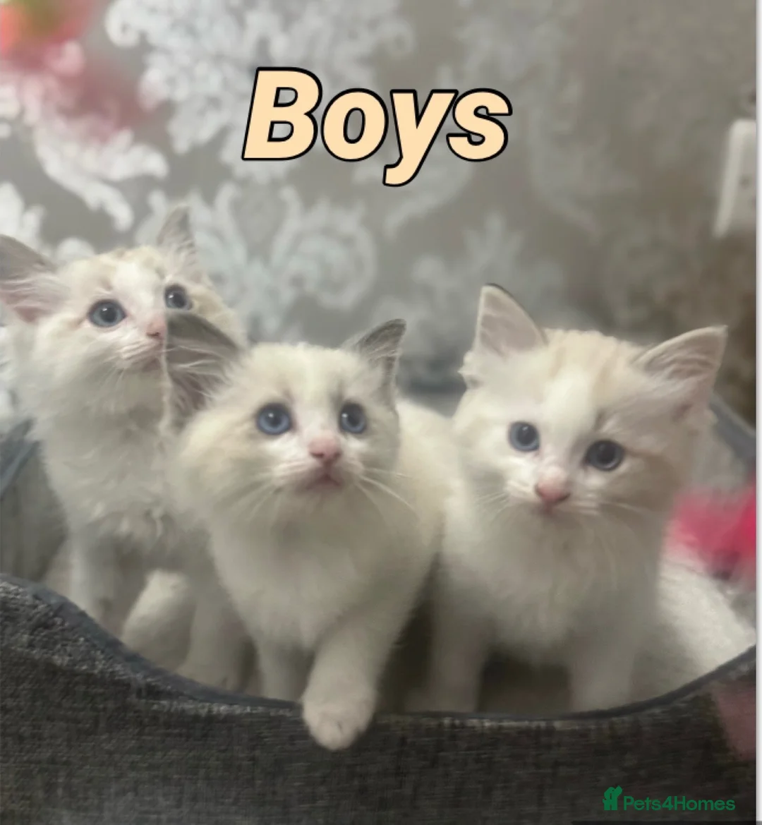 Ragdoll cats for sale: Stunning Ragdoll kittens - Advert 2
