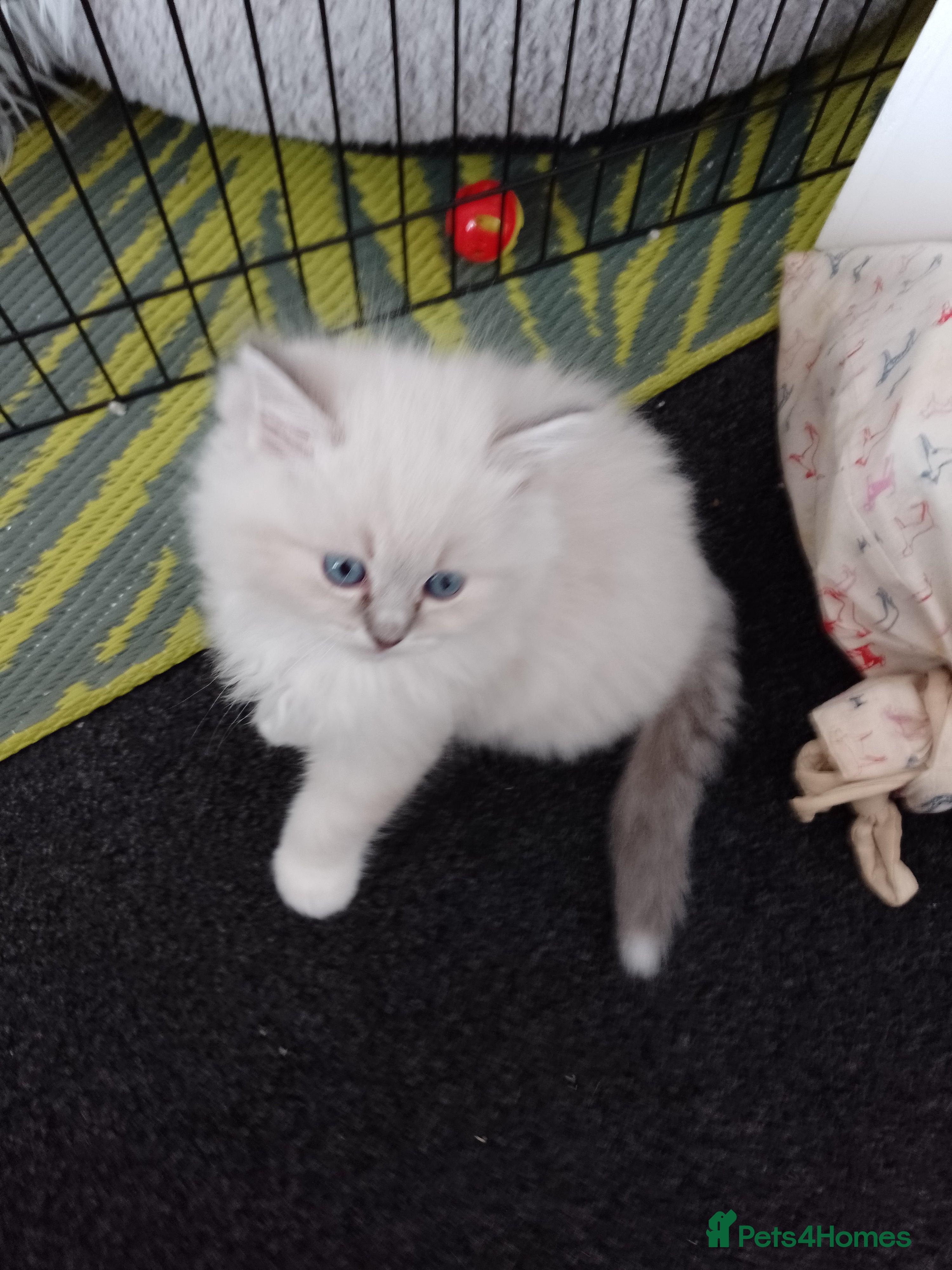 Ragdoll cats Stunning healthy ragdoll kittens  - Advert 2