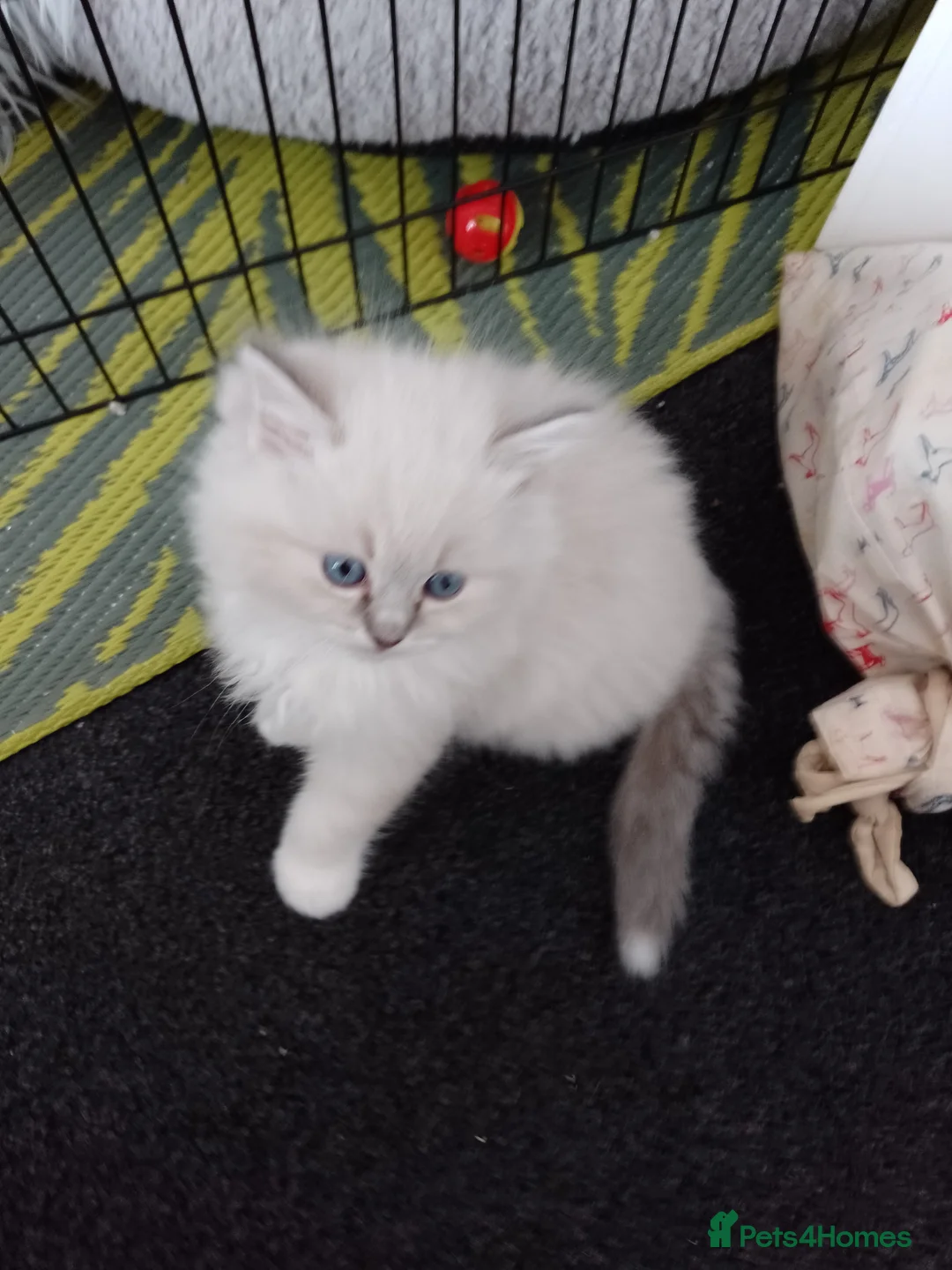 Ragdoll cats for sale: Stunning healthy ragdoll kittens  - Advert 2