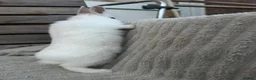 Netherland Dwarf rabbits for sale: 3 gorgeous netherland dwarf babies in Welwyn Garden City - Advert 4