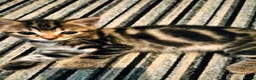 Mixed Breed cats for sale: 5 Beautiful Tabby Kittens - Advert 8