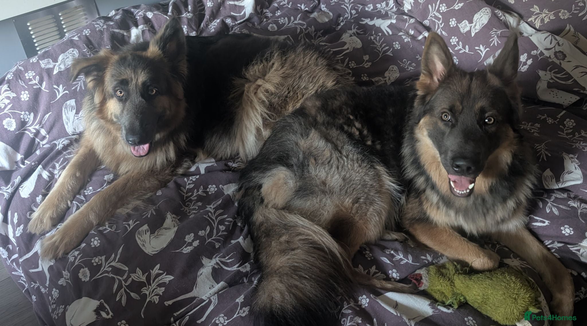 German Shepherd dogs Blue tan, blue sable Isabella German shepherd pups - Advert 2