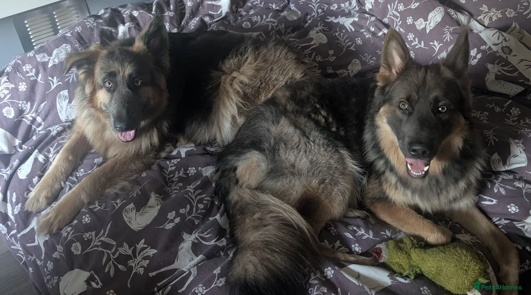 German Shepherd dogs for sale: Blue tan, blue sable Isabella German shepherd pups in Crewe - Advert 2